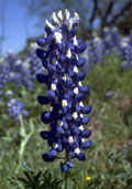 Bluebonnet